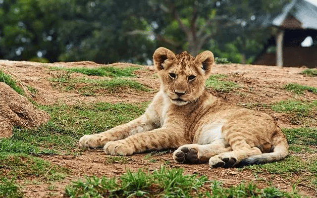 3-lion-cubs