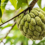 Here's some information about Custard Apple fruit crop