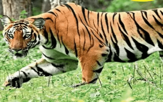 Bannerghatta Big Cat's habitat: Here's what eco-lovers have a good idea