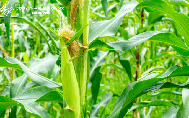 Here's some information about baby corn cultivation