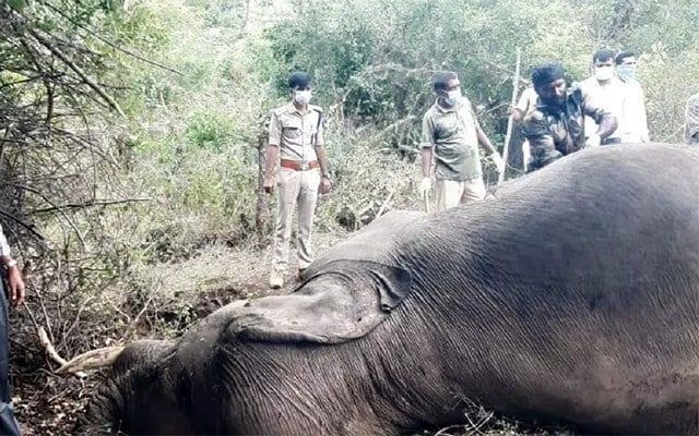 Chamarajanagar: One elephant killed in male fight
