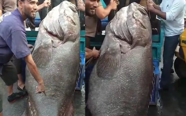 Huge muru fish caught by fishermen in Mangaluru