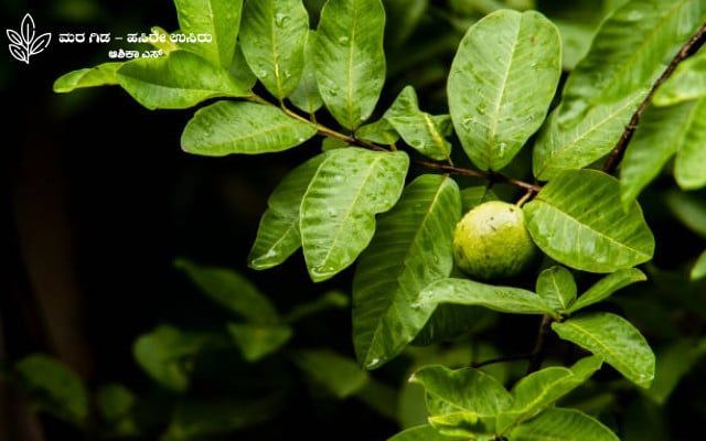 Here is some information about guava cultivation