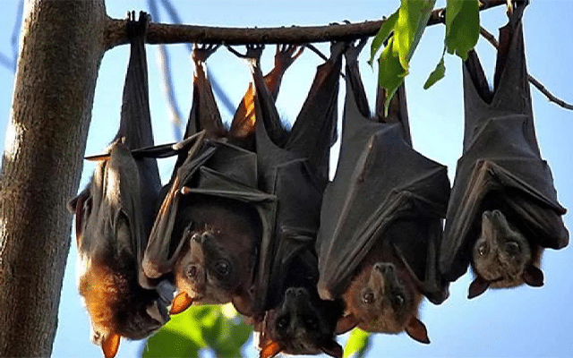 Nipah scare: Strict orders to check goods vehicles entering Karnataka