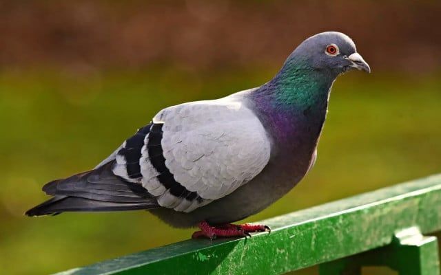 23 pigeons killed by miscreants over old enmity