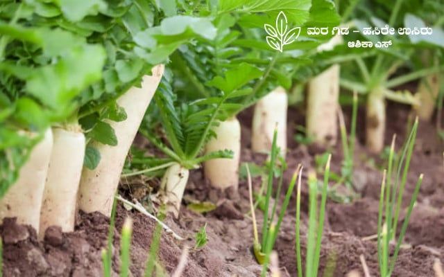 Here's some information about the radish crop