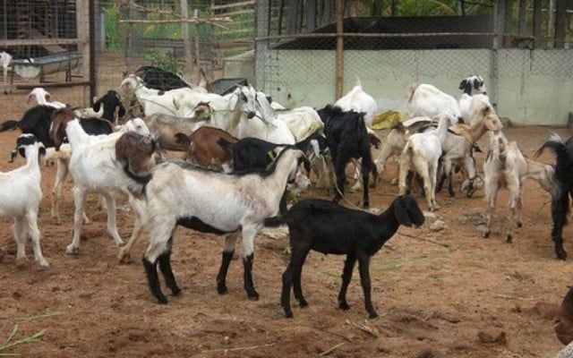 Over 80 sheep, goats killed as wall of house collapses in Kalaburagi