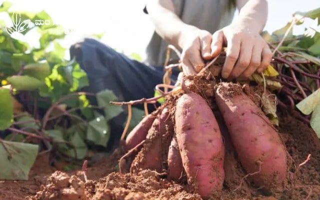 Here's some information about the sweet potato crop