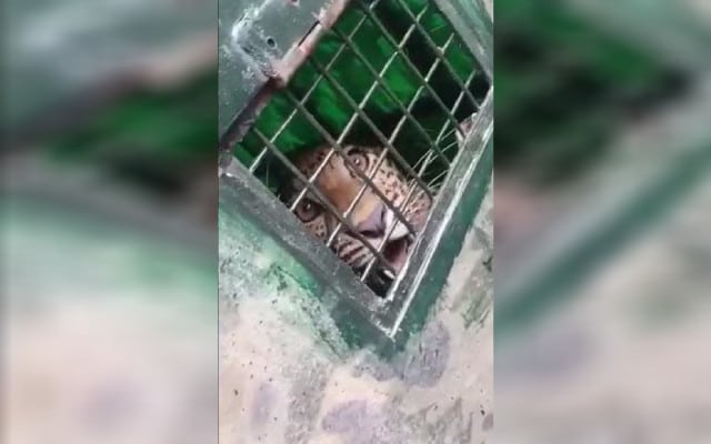 Leopard captured for harassing villagers