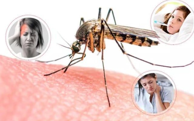 Dengue, Chikungunya