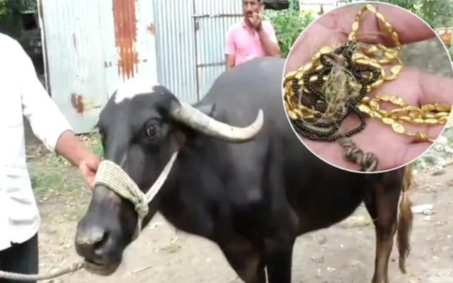Rs 2.5 lakh Buffalo eats gold chain: What happened then?