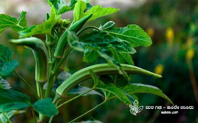 Here's some information about okra crop