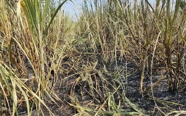 Bidar: Sugarcane worth Rs 15 lakh gutted in fire