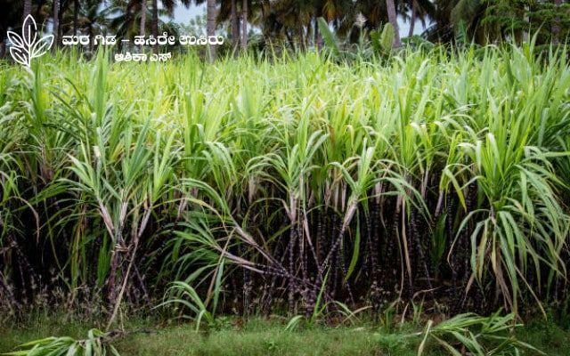 Here is some information about sugarcane crop