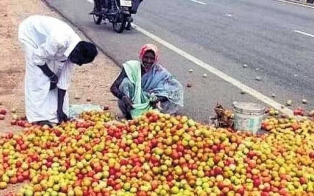 One crate of tomato costs only Rs 30: Farmers