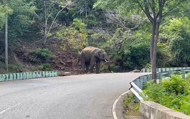 Wild elephant strays from forest in broad daylight, warns public