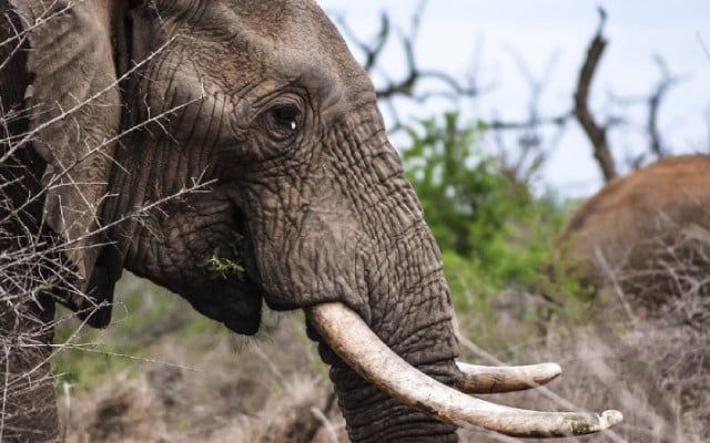 Two elderly men killed by mother elephant after death of baby elephant