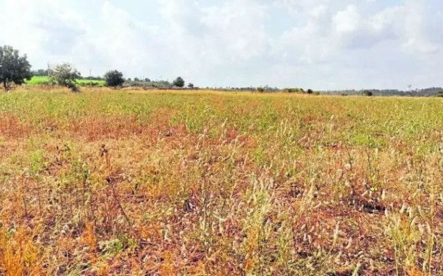 Drought: Farmers in distress due to crop failure