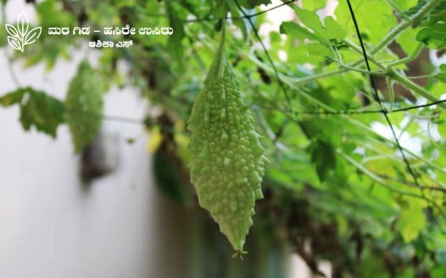 Here is some information about bitter gourd cultivation