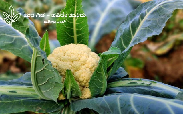 Here's some information about cauliflower crop