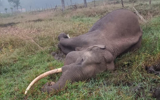 Periyapatna: Wild elephant dies of electrocution