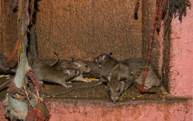 Rats eat the body of a man kept in the mortuary