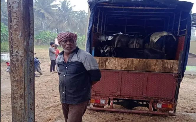 Protection of cattle being transported to slaughter houses