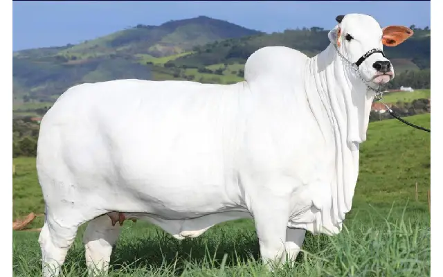 Nelore Cow