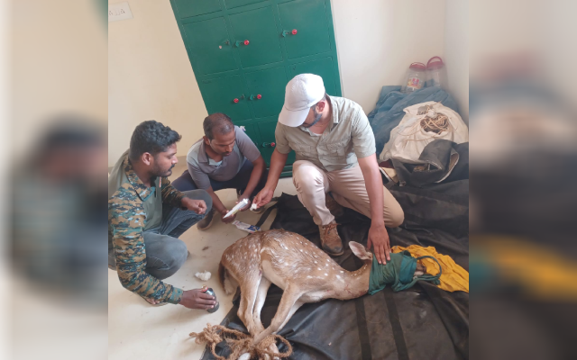 Gundlupet: A deer that strayed into the town was rescued